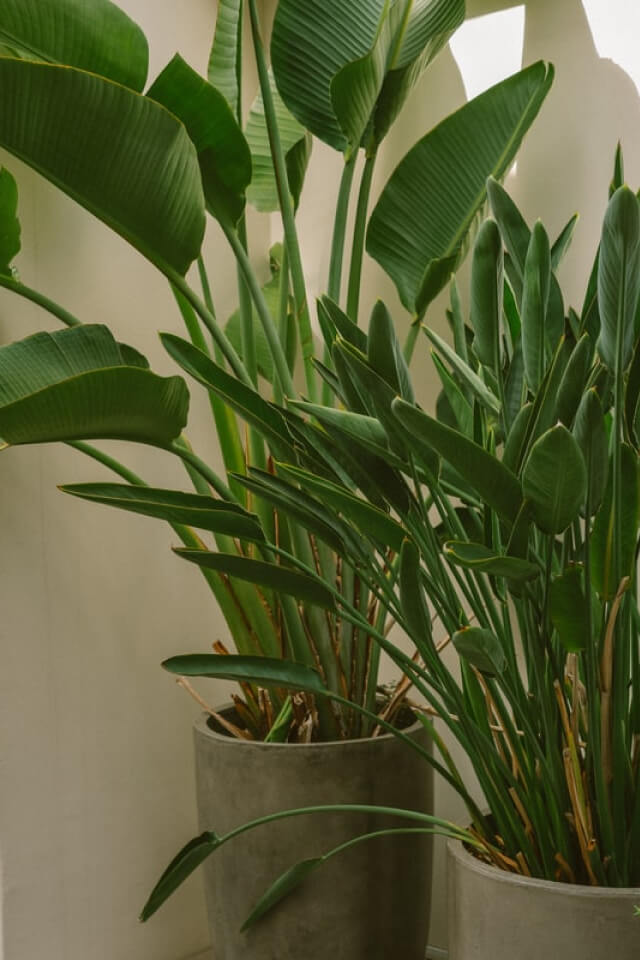 Eraditick Tick Control - 1 Gallon - Image 2